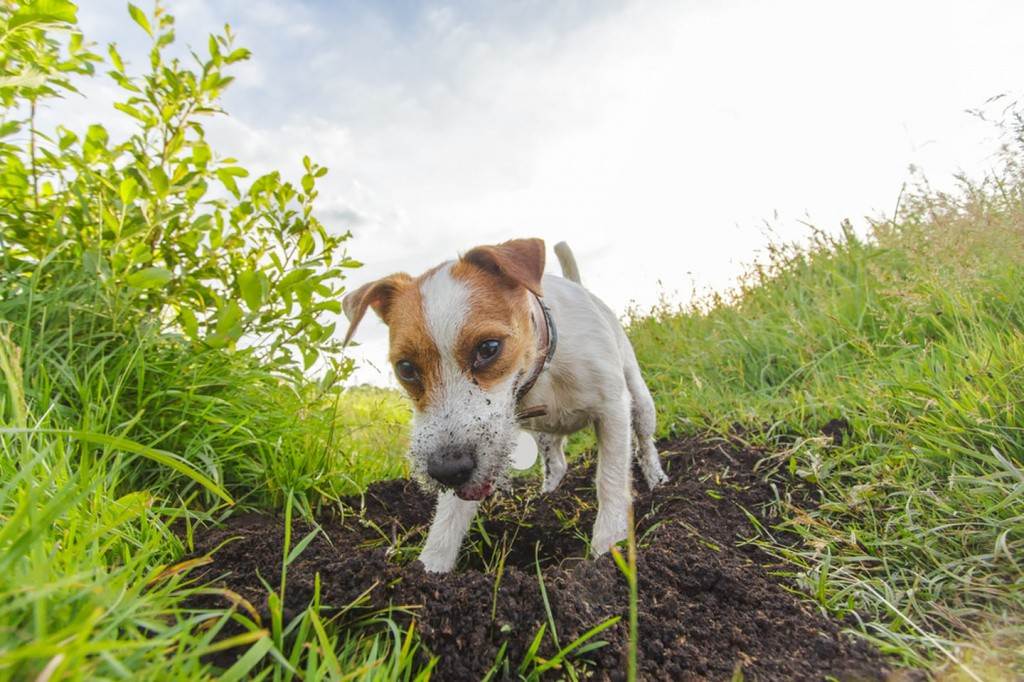 Почему собака ест землю, песок, камни? причины, диагностика, лечение, профилактика. поедание земли дома и во время прогулок у собак