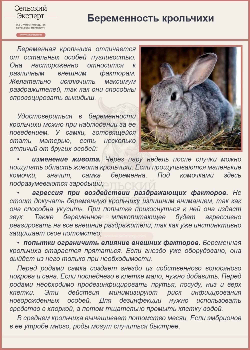 ᐉ сколько раз в сутки крольчиха кормит крольчат? - zooon.ru