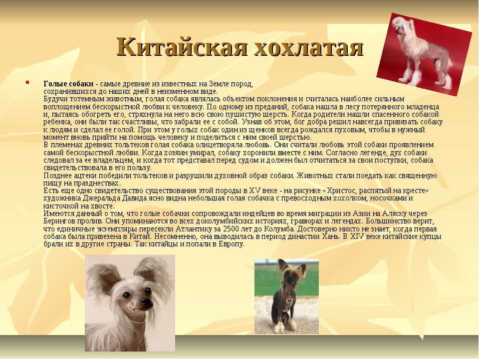 Самые маленькие породы собак: описание карликовых питомцев, видео о том, какие бывают виды, карманные собачки с фото и названиями