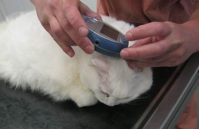 Лечение сахарного диабета у кошек: главный путь к выздоровлению | муркотики