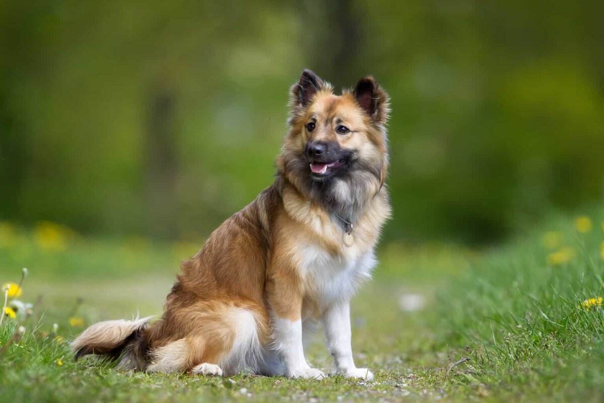 Порода исландская собака и ее характеристики с фото