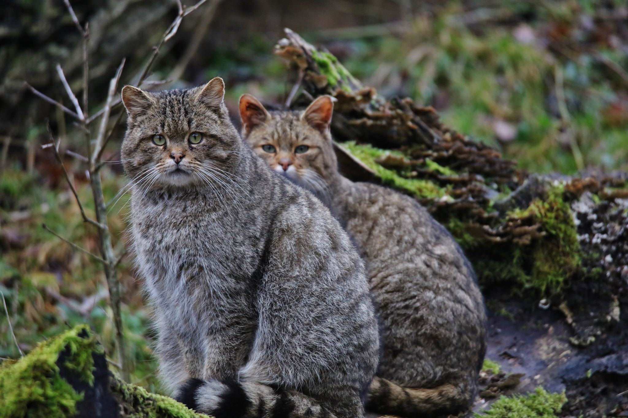 Дальневосточный лесной кот - фото, описание и характеристика породы