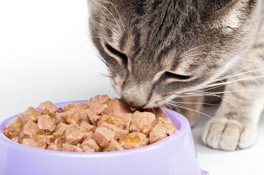Китикет корм для кошек: состав и польза kitekat, отзывы ветеринаров и владельцев домашних питомцев
