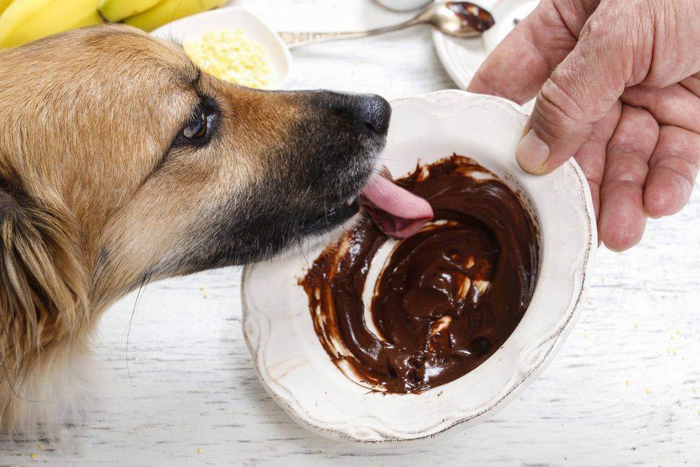 Почему нельзя давать собакам шоколад и конфеты | dogkind.ru