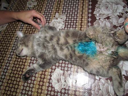 Кастрация кота и стерилизация кошки - что нужно об этом знать! | caticat.ru