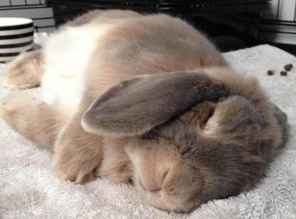 Como duermen los conejos