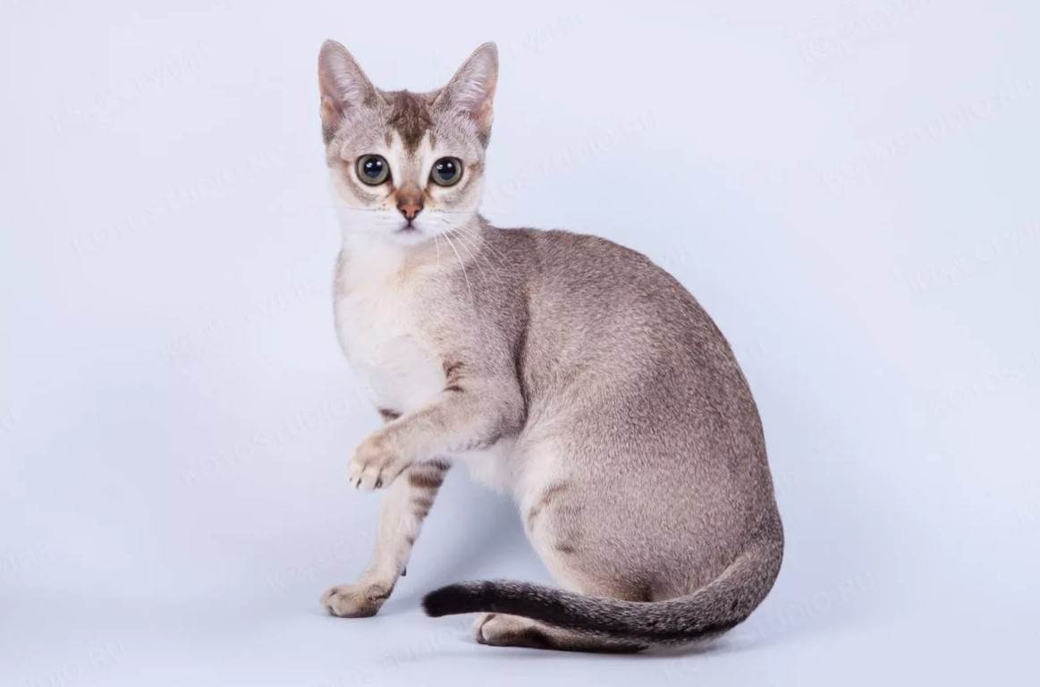Все что необходимо знать о сингапурских кошках: внешний вид, характер, уход