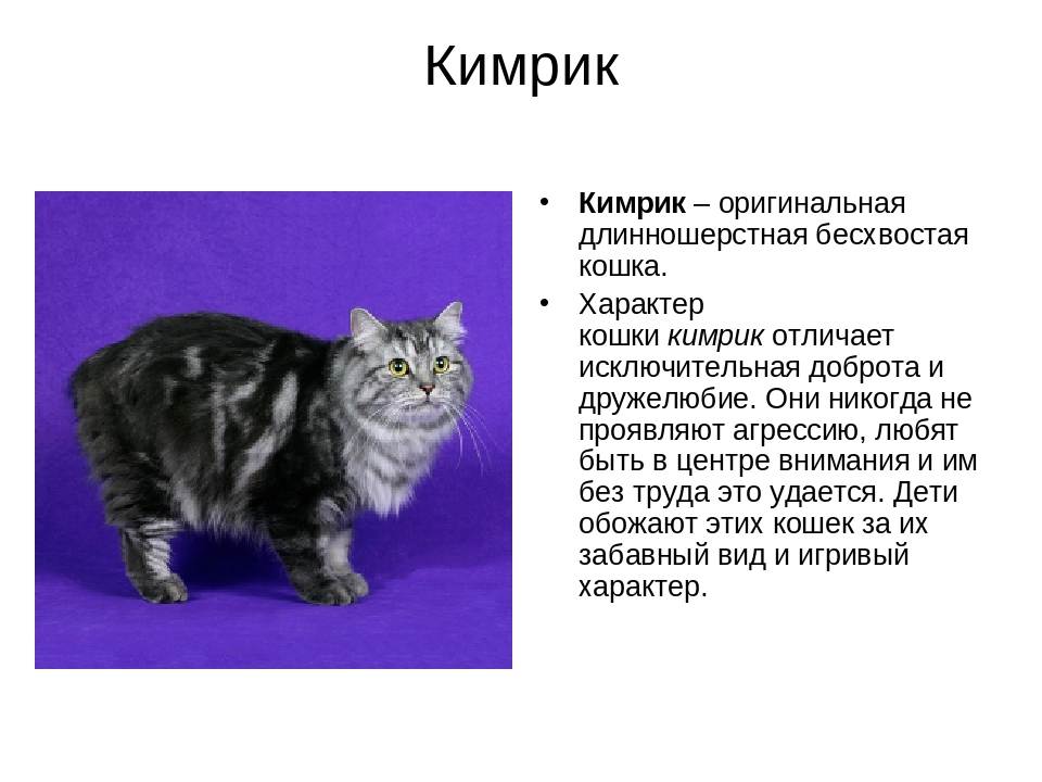 Сибирская кошка: характер, описание породы, отзывы владельцев | сайт о домашних животных