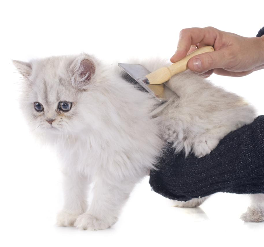 Колтуны у кошки — как избавиться?