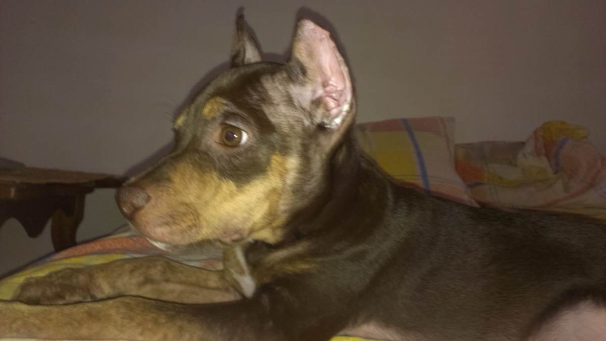 Зачем собакам купируют (обрезают) уши и хвосты | petguru