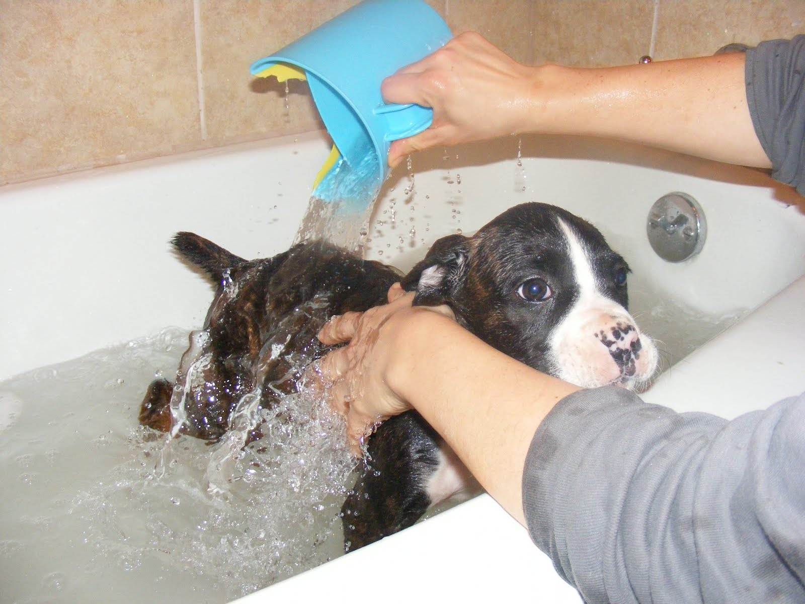 Когда можно мыть щенка первый раз?