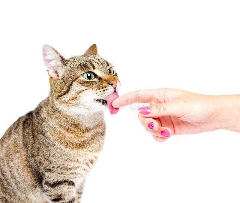 Можно ли целовать котят и взрослых домашних кошек в морду, а если нельзя, то почему?