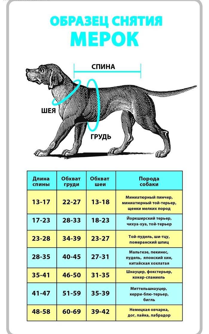 Как растет щенок немецкой овчарки? состояние щенка, его лап, ушей и зубов. параметры роста и веса в зависимости от возраста.