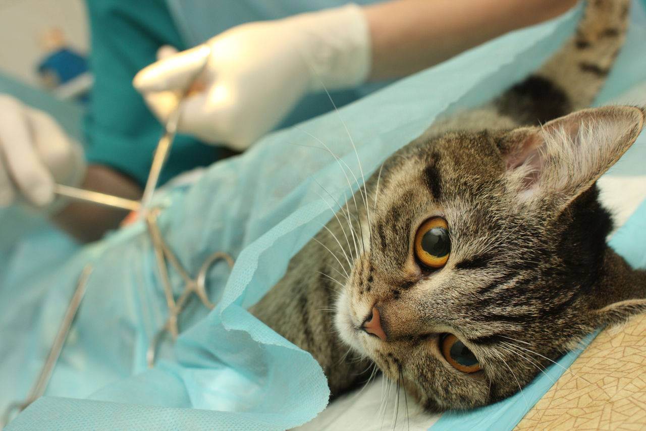 Уретростомия у котов и собак - техника и последствия операции