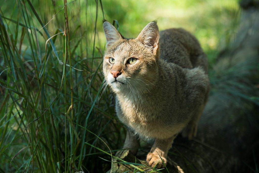 Камышовый кот: описание породы с фото — pet-mir.ru