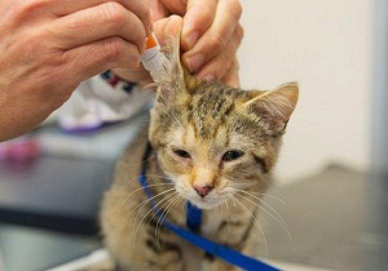 Ушной клещ у кошек: что за болезнь и чем лечить