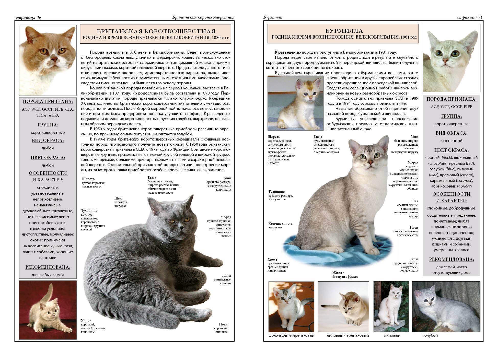 Список популярных пород кошек с фотографиями и описанием
