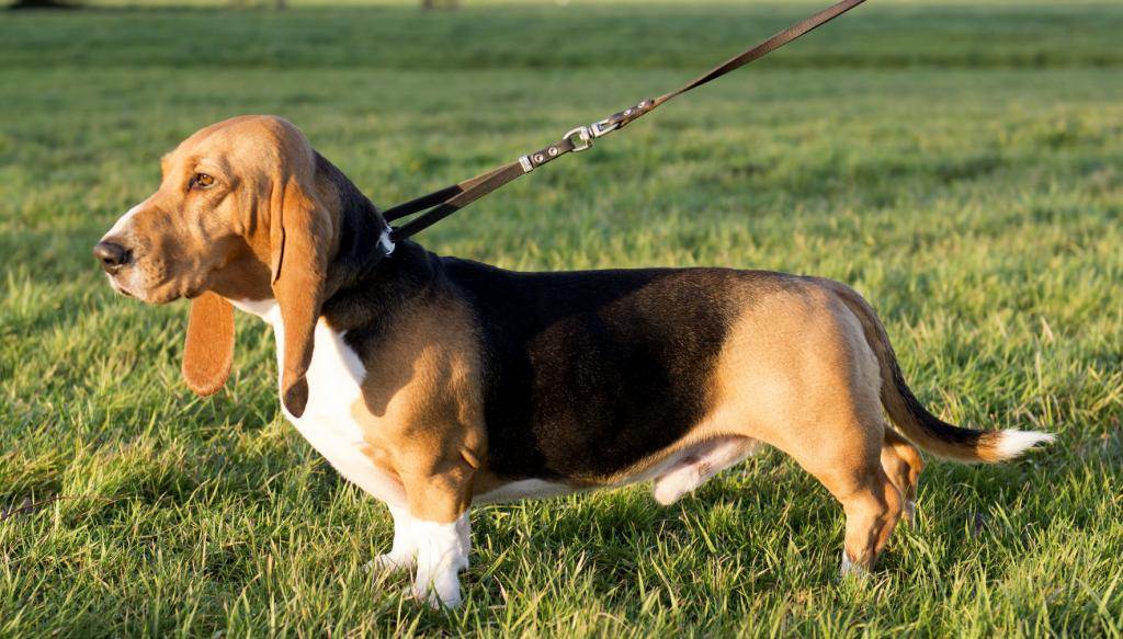 Артезиано-нормандский бассет: характеристики породы собаки, фото, характер, правила ухода и содержания