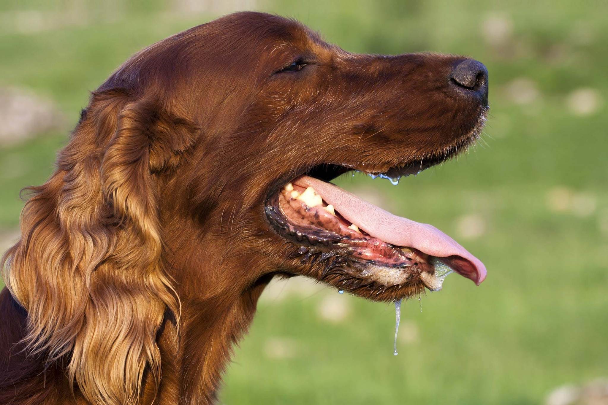 По каким причинам у собак могут сильно течь слюни изо рта: что это значит