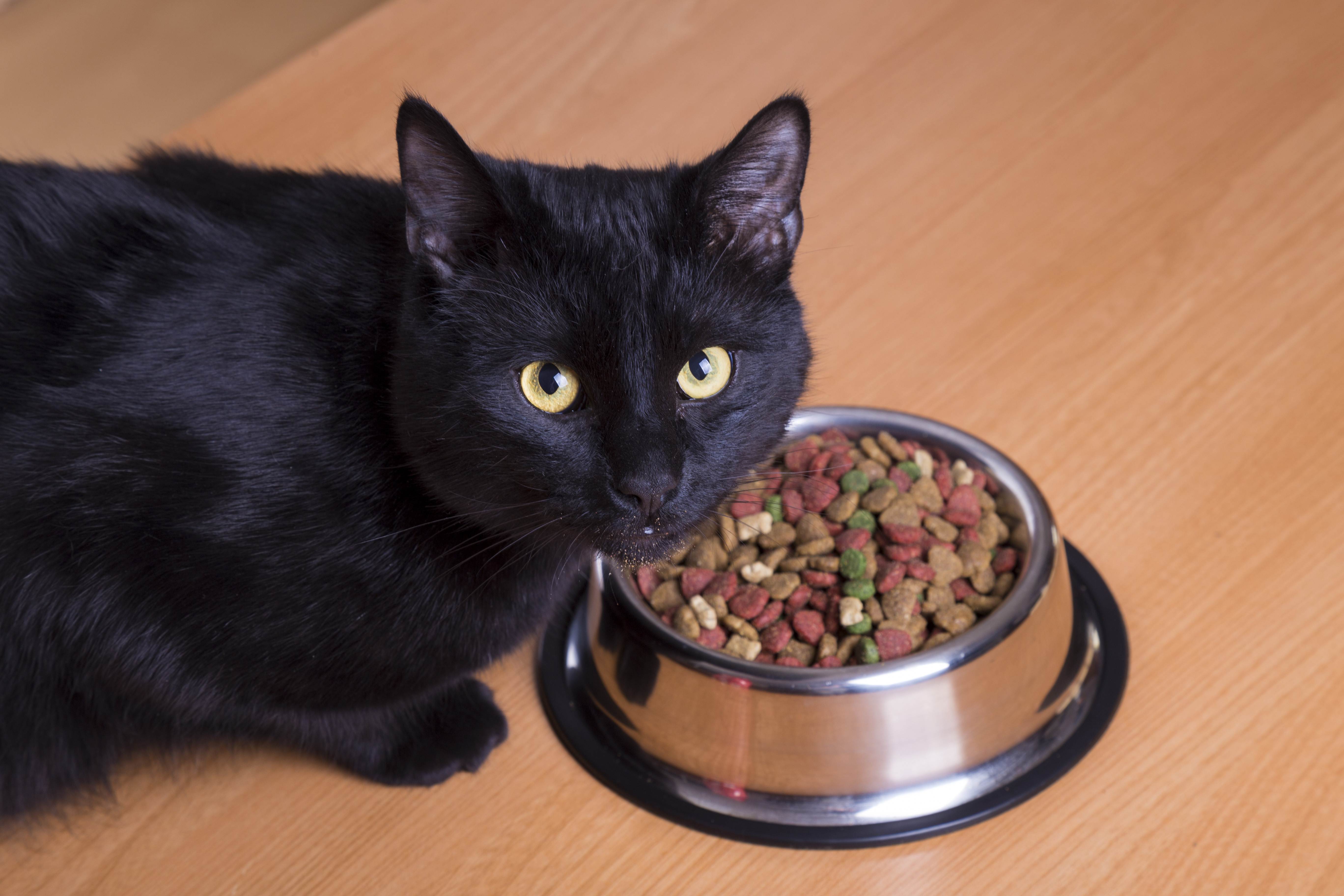 Состав сухого корма для кошек: разбираем нюансы | муркоша