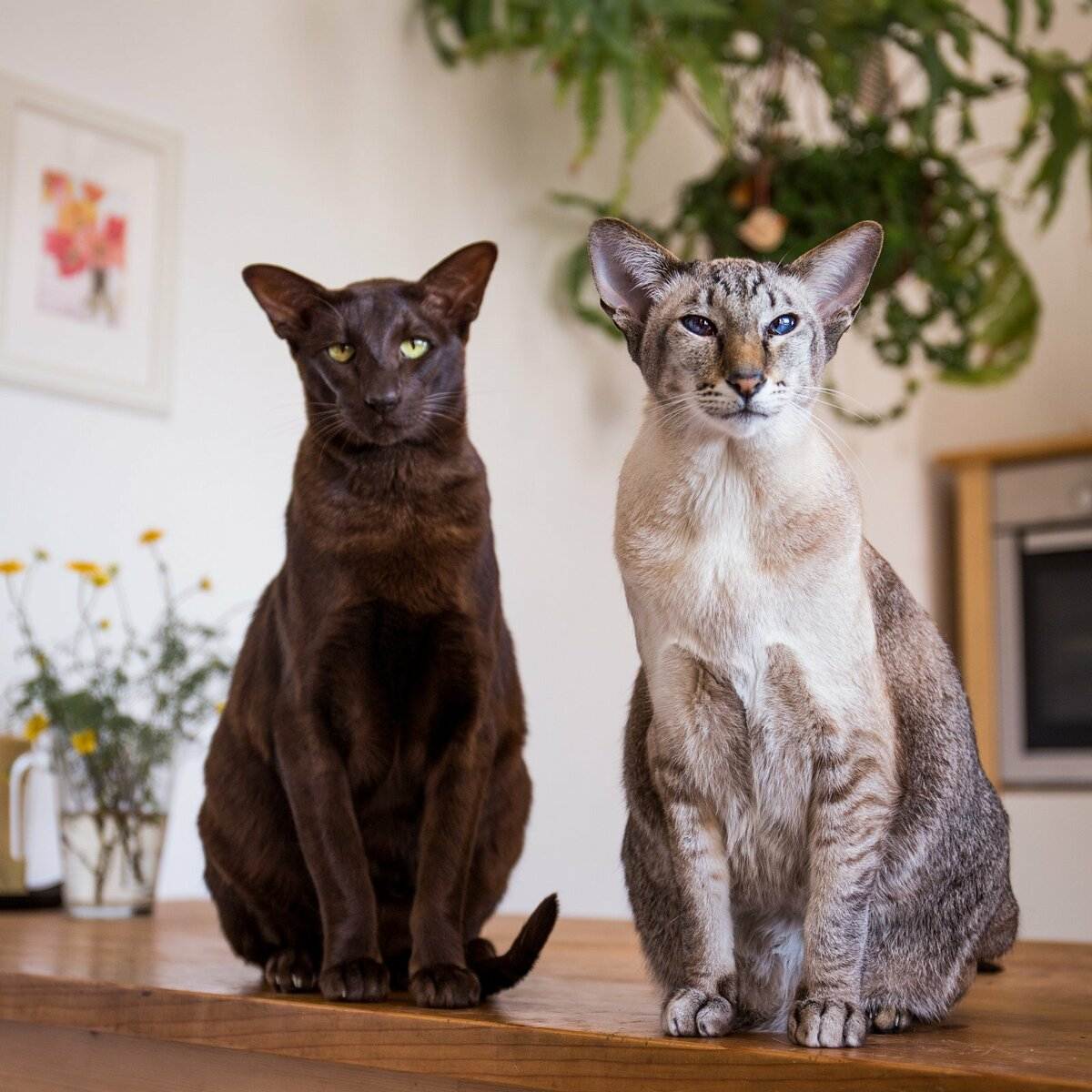 Топ-10 самых популярных в россии и в мире пород кошек: какого питомца лучше завести в квартире?