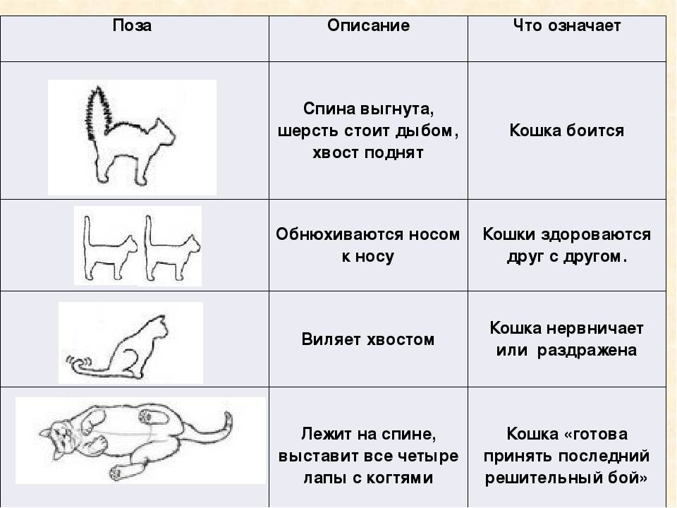 Как определить поведение кошек по хвосту | кот и кошка
