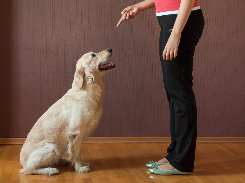 Как научить собаку команде «фу!»: просто и понятно