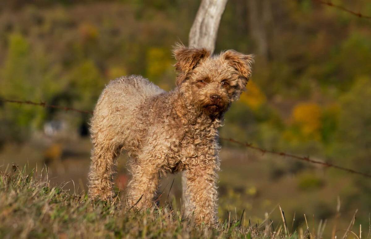 Венгерские пастушьи собаки породы муди: описание, особенности