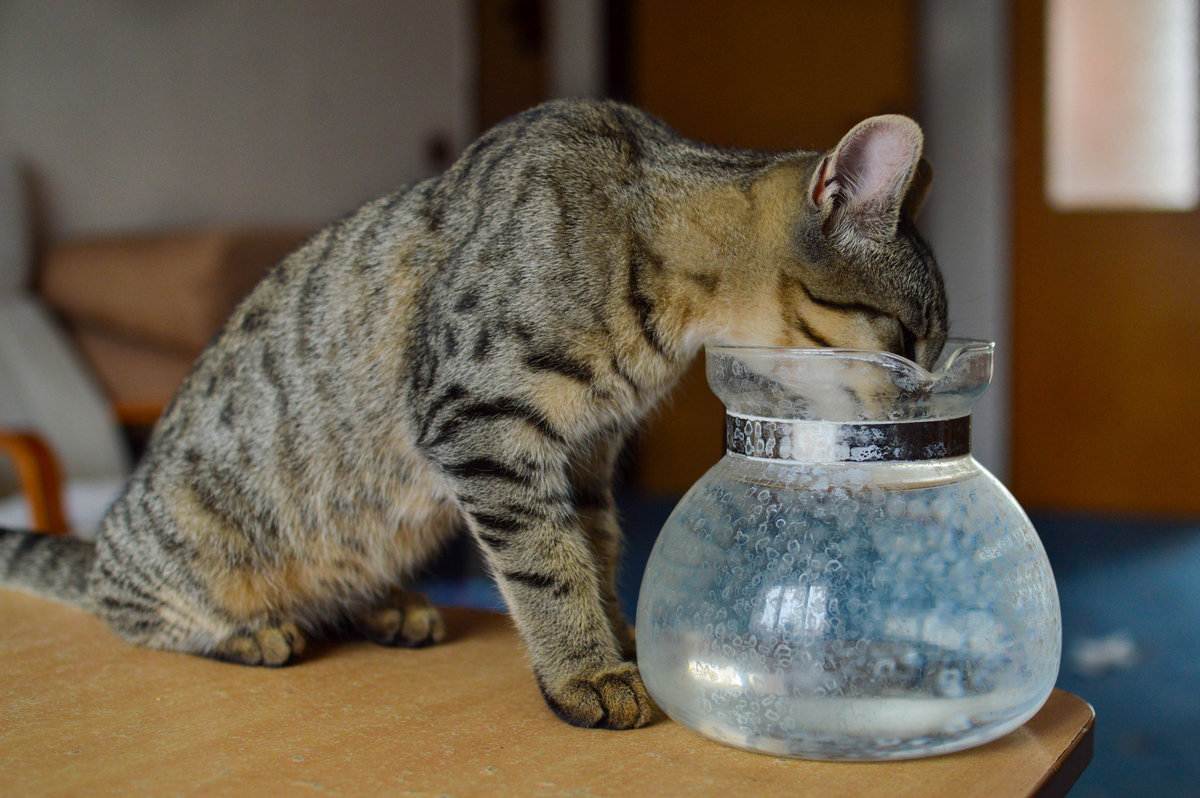 Кот отказывается пить
