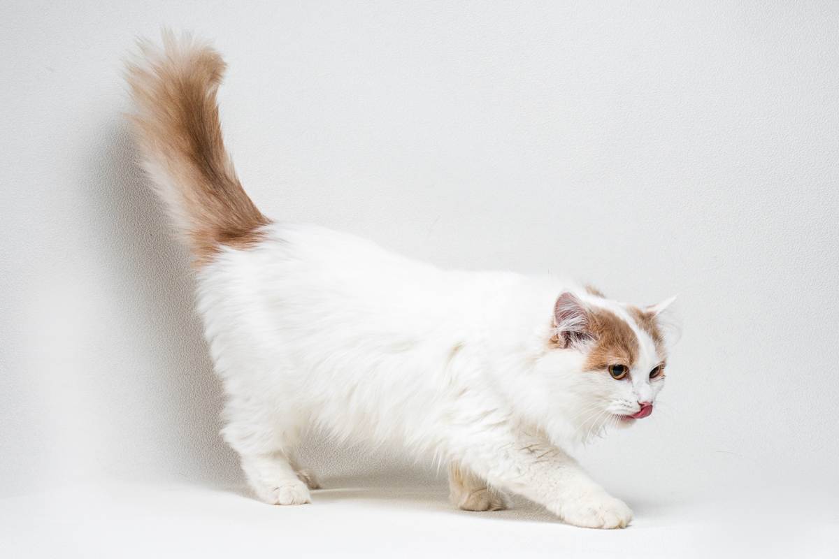 Турецкий ван: фото ванской кошки, цена котенка, описание внешнего вида и характера