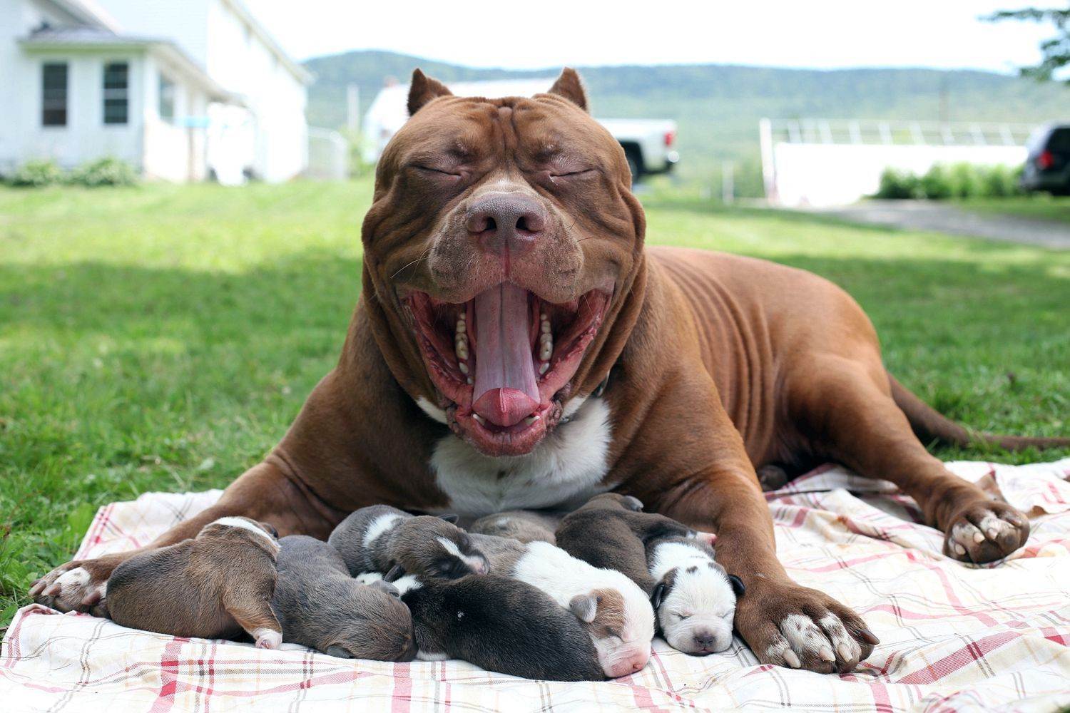 Самые злые породы собак в мире - топ 10 потенциальных агрессоров с врожденной готовностью к кровавой схватке