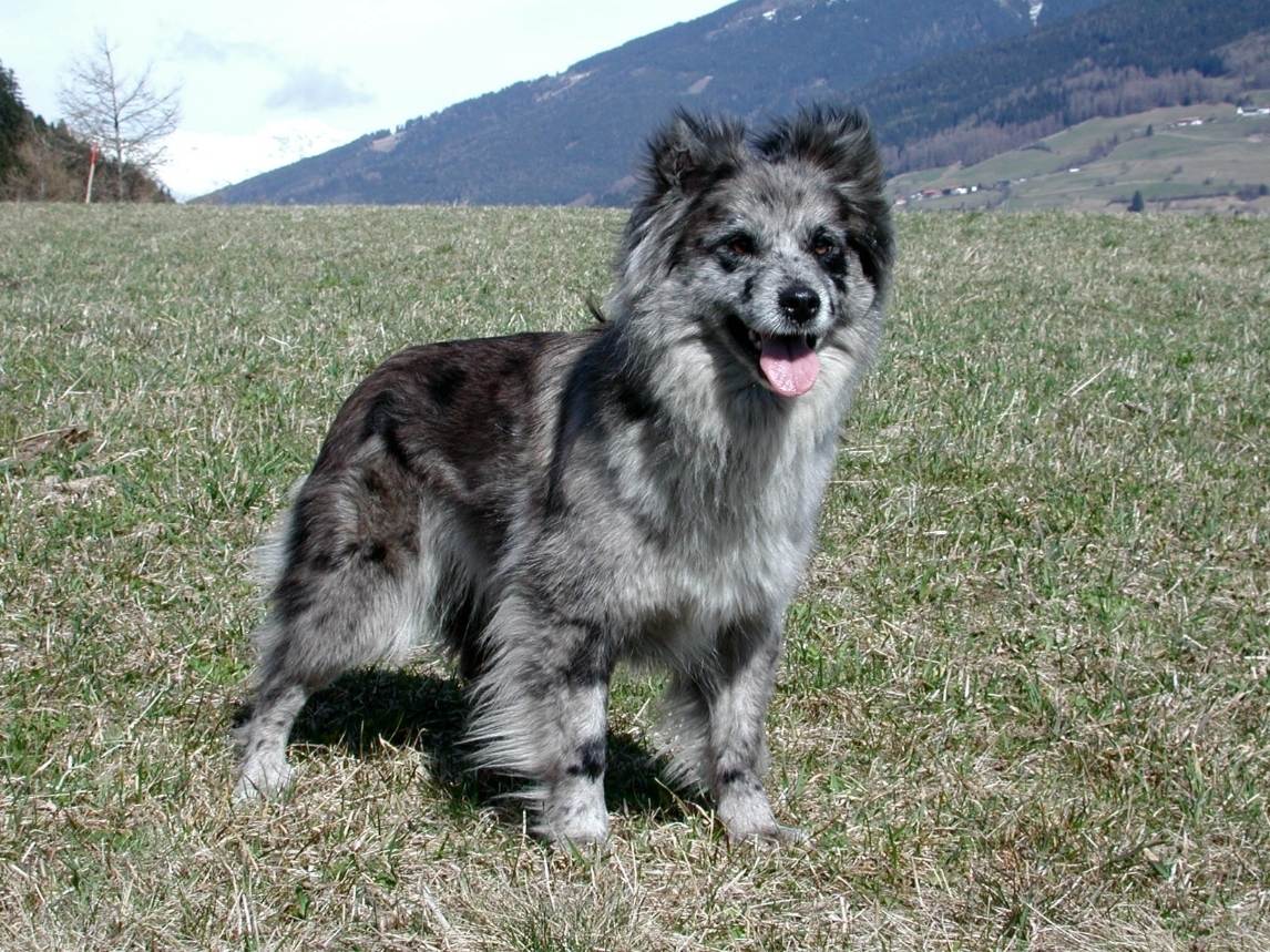 Описание породы пиренейская горная собака