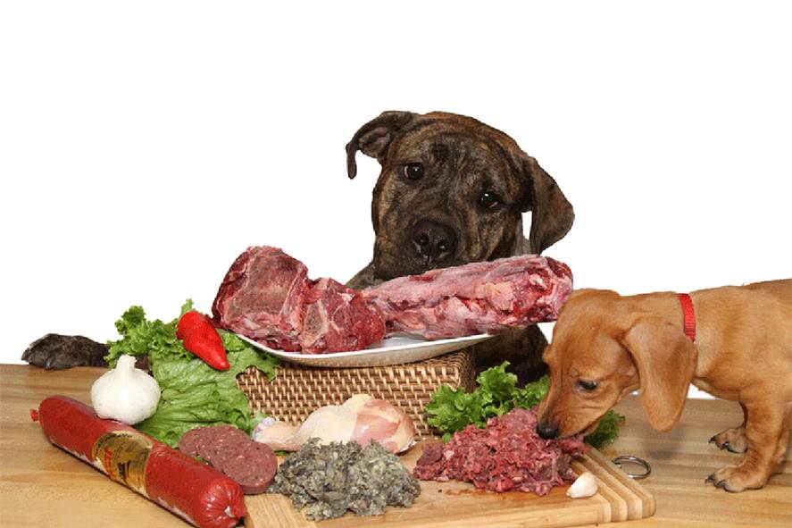 Чем кормить собаку в домашних условиях: пищевой рацион от элиты до дворняги