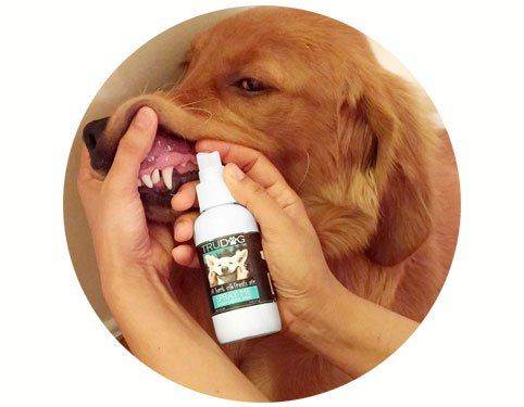 Как избавиться от запаха псины у собаки, вонючий пес