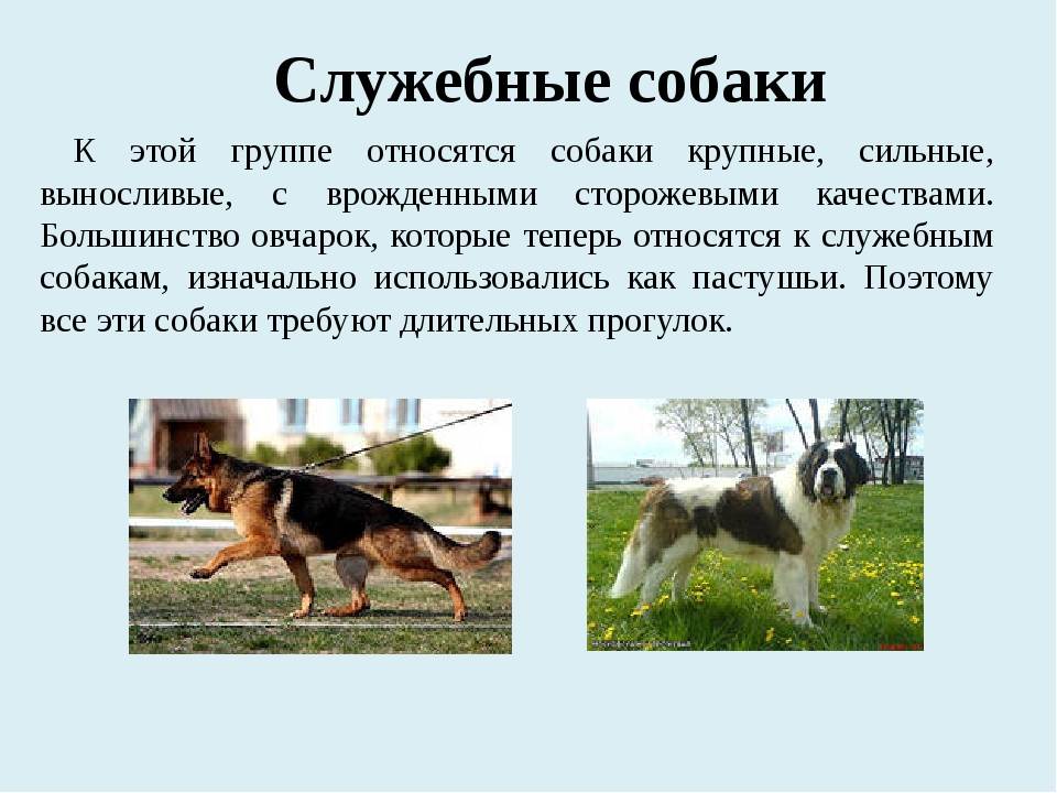 Домашние животные в законах россии (2010)