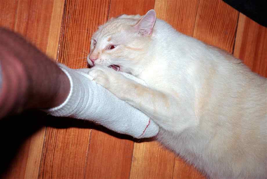 Почему кошка бросается на ноги и кусает за ноги хозяина
