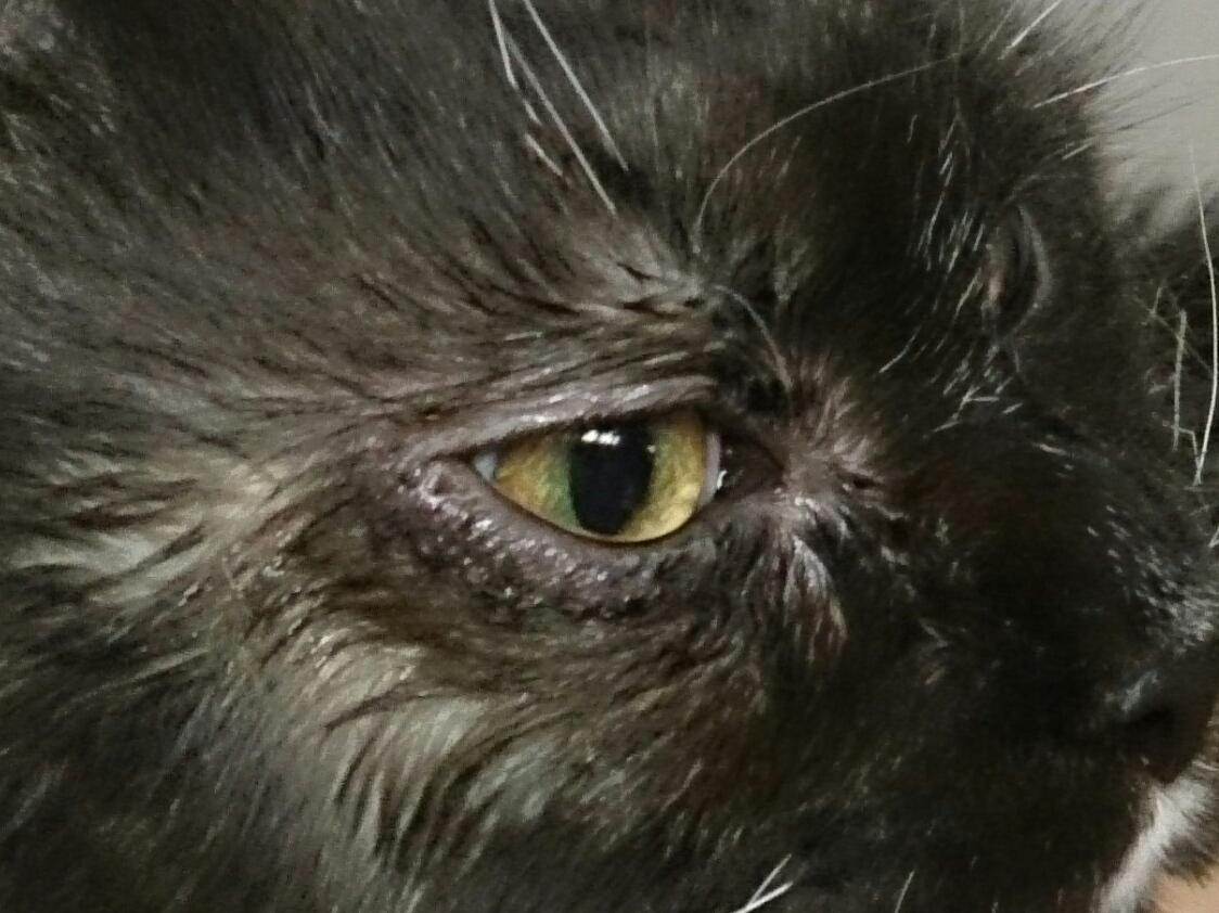 Заворот века у кошки лечение без операции. заворот века (энтропион) у кошек. глазные болезни у кошек