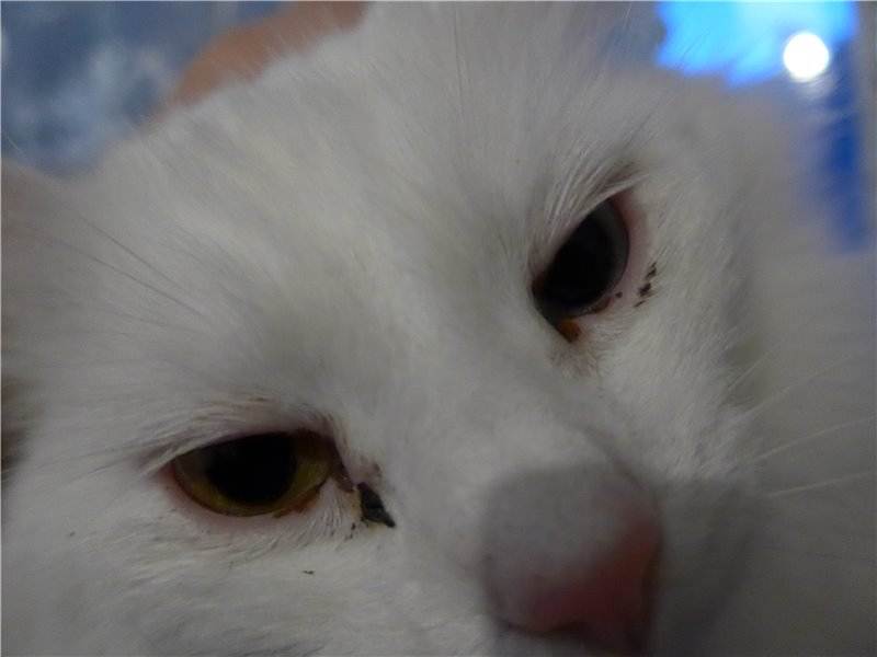 Коричневые выделения из глаз у кошки