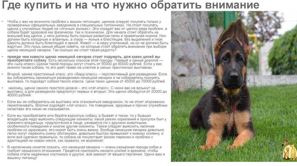 Что означает шоу-класс у собак и щенков. статьи о собаках и важная информация на сайте кутята.рф