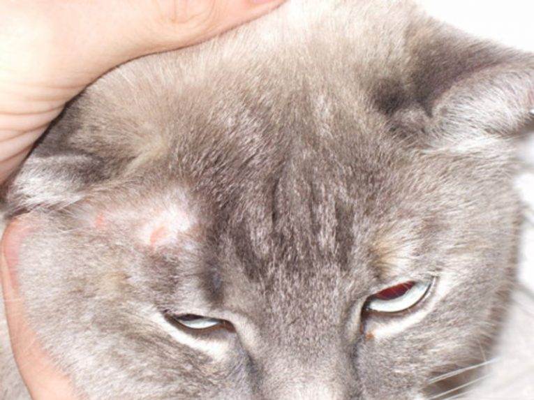 Стригущий лишай у кошек: 95 фото заболевания и эффективные способы избавления от болезни
