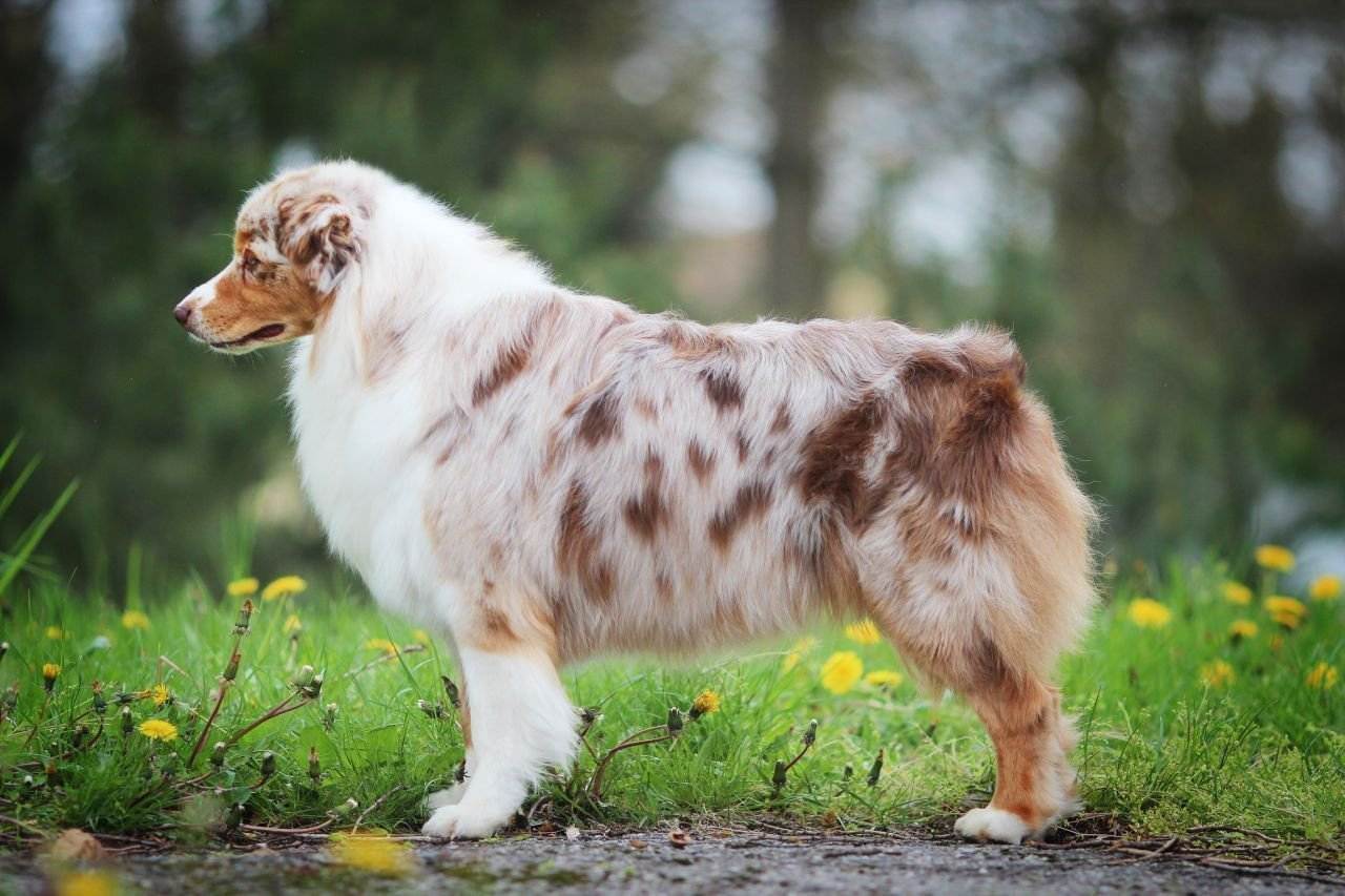Австралийская овчарка (аусси) — описание породы, выбор щенка, содержание и уход