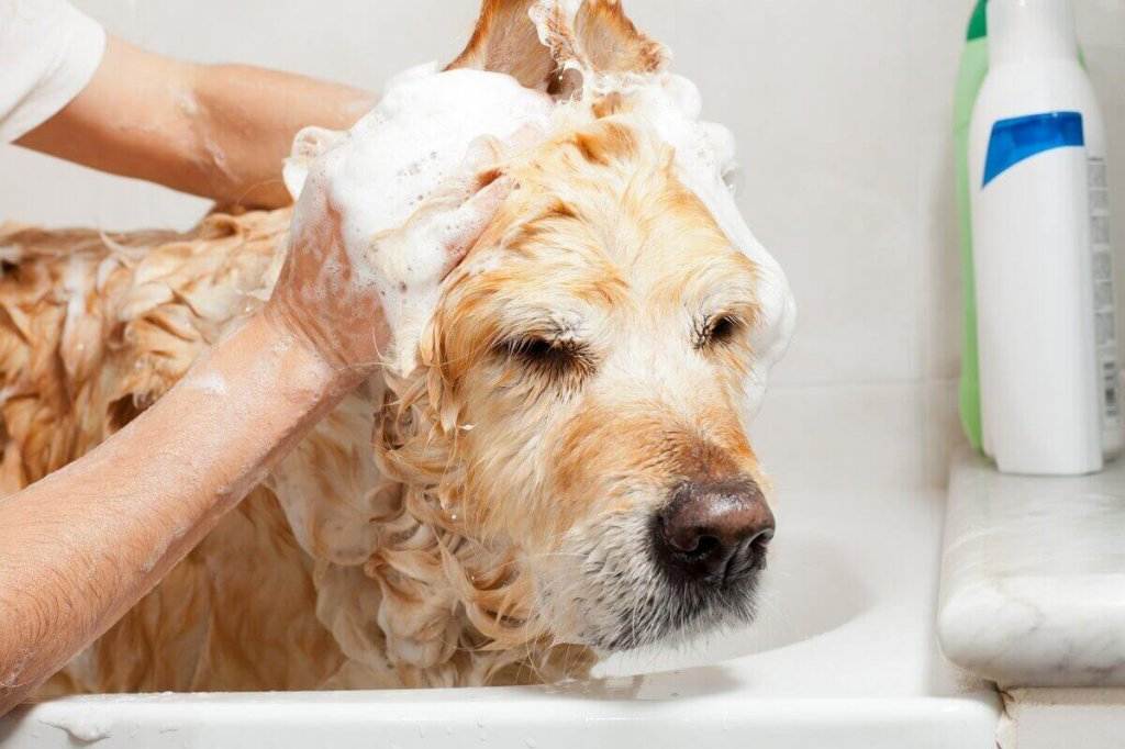 Как правильно мыть собаку: периодичность и важные нюансы