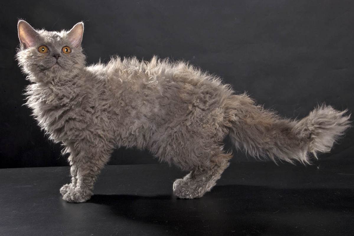Селкирк рекс: история появления и внешние данные кошек с кудрявой шерстью