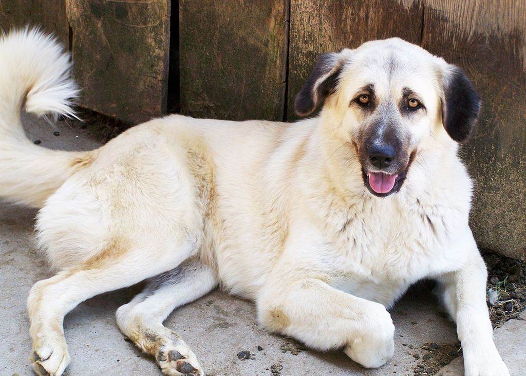 Собака кангал (анатолийская овчарка) — внешний вид, характер, дрессировка, питание, фото. узнайте все о породе кангал от а до я