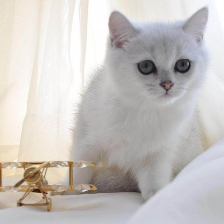 Британская шиншилла - порода кошки | характер, отзывы (с фото и видео)