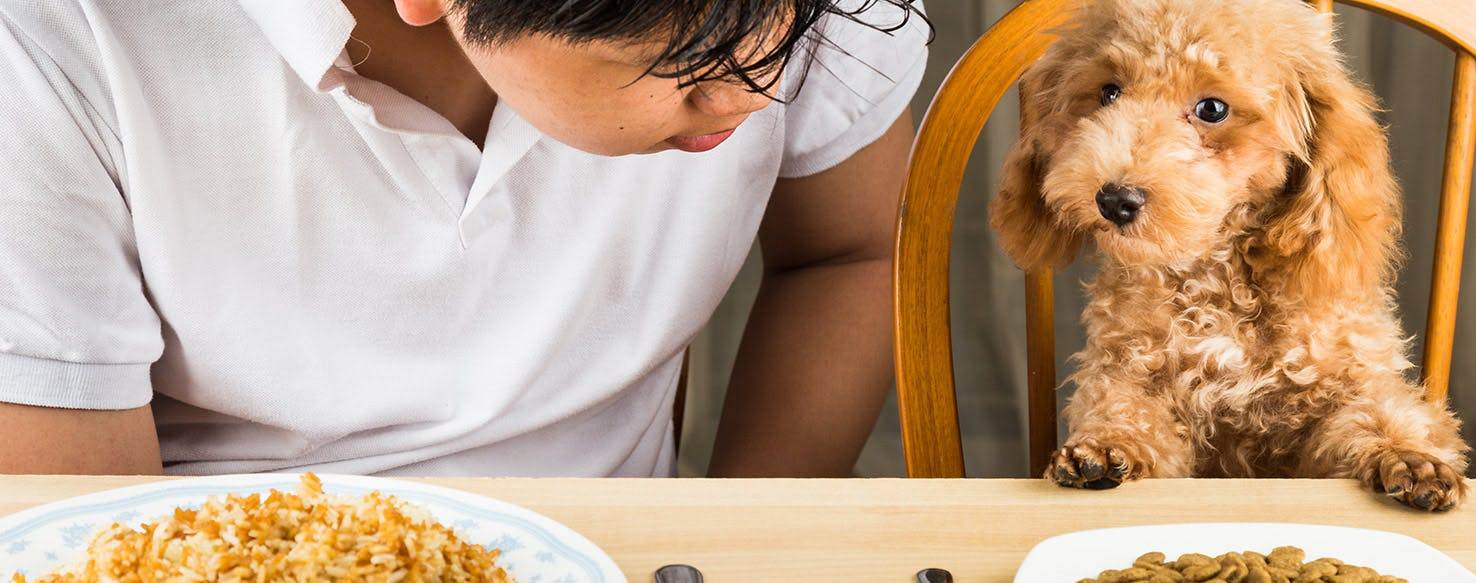Собака перестала есть сухой корм: основные причины, что делать владельцу, ошибки в кормлении, как правильно подобрать корм