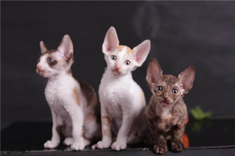 Описание кошки породы корниш-рекс с фото и характеристиками