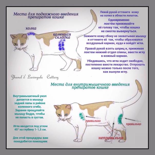 Глобфел-4 для кошек: инструкция по применению, отзывы, побочные