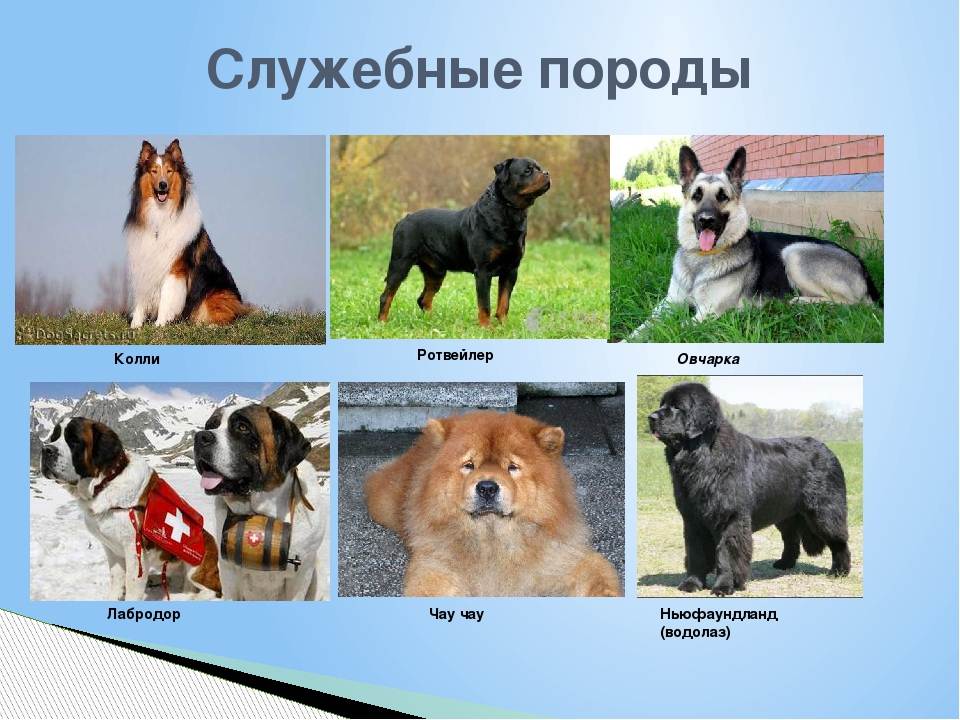 Служебные породы собак — список с фото, названиями и кратким описанием