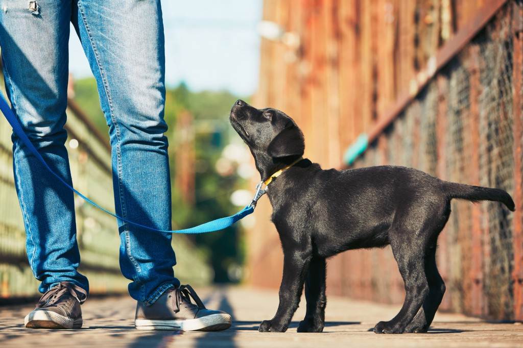 Как приучить взрослую собаку гулять спокойно на поводке